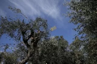 Πτώση στην παραγωγή ελαιόλαδου λόγω πανδημίας <i class="fa fa-video-camera" aria-hidden="true"></i>