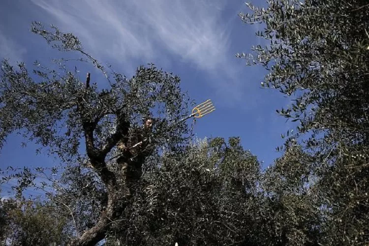 Πτώση στην παραγωγή ελαιόλαδου λόγω πανδημίας <i class="fa fa-video-camera" aria-hidden="true"></i>