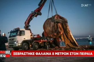 Ξεβράστηκε φάλαινα 8 μέτρων στον Πειραιά <i class="fa fa-video-camera" aria-hidden="true"></i>