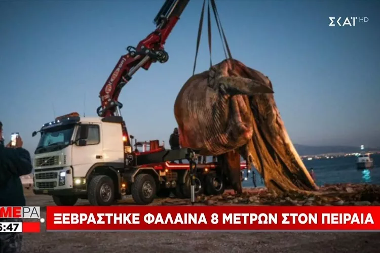 Ξεβράστηκε φάλαινα 8 μέτρων στον Πειραιά <i class="fa fa-video-camera" aria-hidden="true"></i>
